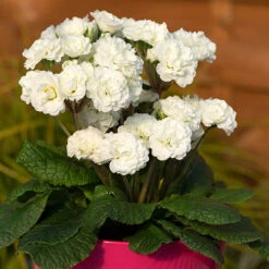 Pollyanna Collection -Garden Plants Sales 480875 6