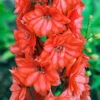 Delphinium 'Red Lark' 1 Delphinium 'Red Lark' -Garden Plants Sales 480889