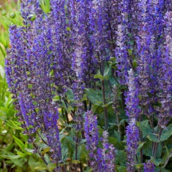 Salvia Nemorosa Midnight Mix 8 Salvia Nemorosa Midnight Mix -Garden Plants Sales 480938 2