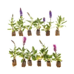 Salvia Nemorosa Midnight Mix 9 Salvia Nemorosa Midnight Mix -Garden Plants Sales 480938 3