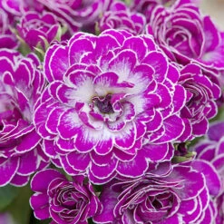 Primula Belarina Mixed -Garden Plants Sales 480954 2