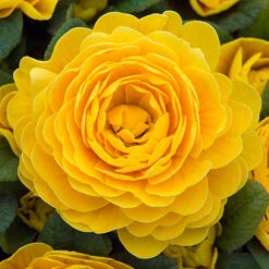 Primula Belarina Mixed -Garden Plants Sales 480954 3