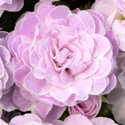 Primula Belarina Mixed -Garden Plants Sales 480954 4