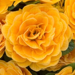 Primula Belarina Mixed -Garden Plants Sales 480954 6