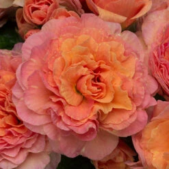 Primula Belarina Mixed -Garden Plants Sales 480954 7