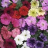 Petunia 'Frenzy' Mix