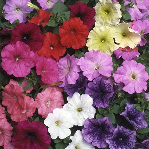 Petunia 'Frenzy' Mix 3 Petunia 'Frenzy' Mix