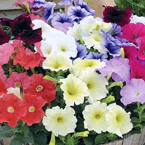 Petunia 'Frenzy' Mix 5 Petunia 'Frenzy' Mix - Image 3