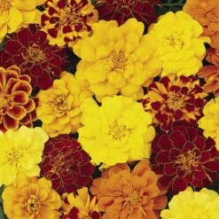 Marigold (French) 'Bonanza Mix'