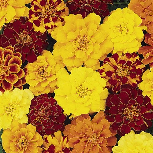 Marigold (French) 'Bonanza Mix' 3 Marigold (French) 'Bonanza Mix'