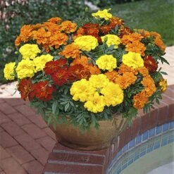 Marigold (French) 'Bonanza Mix' 8 Marigold (French) 'Bonanza Mix' -Garden Plants Sales 490095 2