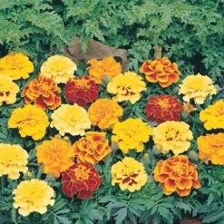 Marigold (French) 'Bonanza Mix' 9 Marigold (French) 'Bonanza Mix' -Garden Plants Sales 490095 3
