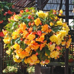 Begonia 'Apricot Shades' Mix -Garden Plants Sales 490198 1