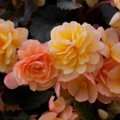 Begonia 'Apricot Shades' Mix -Garden Plants Sales 490198 3
