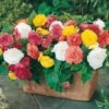 Begonia 'Non Stop' Mix 1 Begonia 'Non Stop' Mix -Garden Plants Sales 490200