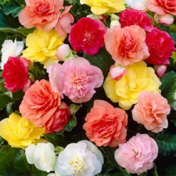 Begonia 'Non Stop' Mix 7 Begonia 'Non Stop' Mix -Garden Plants Sales 490200 1