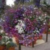 Lobelia 'Fountain Mix' -Garden Plants Sales 490207