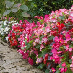 Begonia Sahara 7 Begonia Sahara -Garden Plants Sales 490232 1