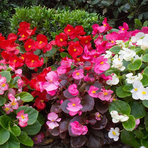 Begonia Sahara 5 Begonia Sahara - Image 3