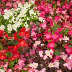 Begonia Sahara 9 Begonia Sahara -Garden Plants Sales 490232 3