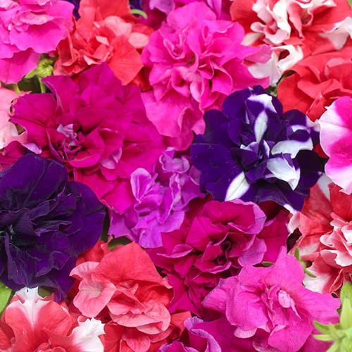 Petunia Bolero 3 Petunia Bolero