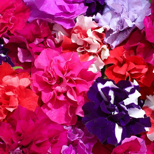 Petunia Bolero 4 Petunia Bolero - Image 2