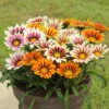Gazania Firecracker 1 Gazania Firecracker -Garden Plants Sales 490242