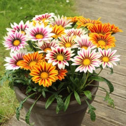 Gazania Firecracker -Garden Plants Sales 490242 2