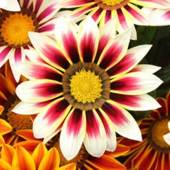 Gazania Firecracker -Garden Plants Sales 490242 3