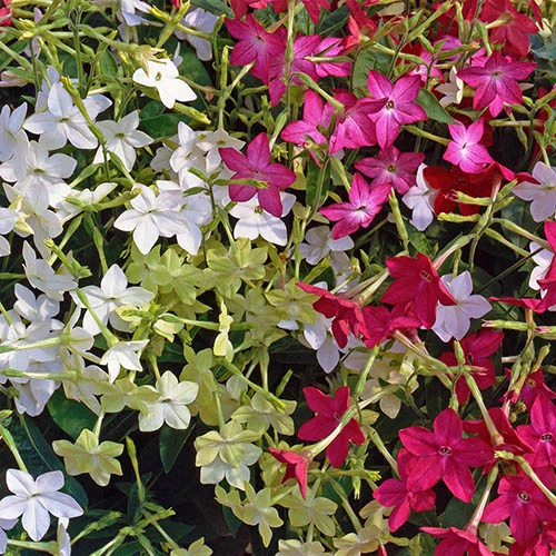 Nicotiana Cuba Mix 3 Nicotiana Cuba Mix