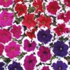 Petunia Express Ice -Garden Plants Sales 490316