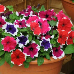 Petunia Express Ice -Garden Plants Sales 490316 2