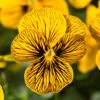 Viola Sorbet Tiger Eye Pro + Plug 60 2 Viola Sorbet Tiger Eye Pro + Plug 60 -Garden Plants Sales 490332