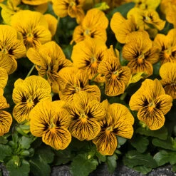 Viola Sorbet Tiger Eye Pro + Plug 60 -Garden Plants Sales 490332 2