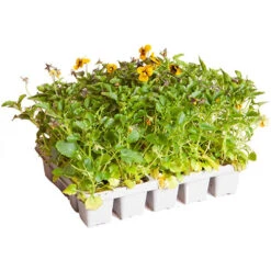 Viola Sorbet Tiger Eye Pro + Plug 60 -Garden Plants Sales 490332 3