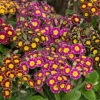 Polyanthus Victoriana Mixed Lace
