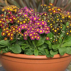 Polyanthus Victoriana Mixed Lace 9 Polyanthus Victoriana Mixed Lace -Garden Plants Sales 490349 3
