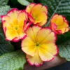 Primrose Scentsation 'Rhubarb & Custard' 1 Primrose Scentsation 'Rhubarb & Custard' -Garden Plants Sales 490350