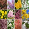 The Ultimate Winter Hardy Shrub Collection -Garden Plants Sales 500001