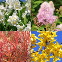 The Ultimate Winter Hardy Shrub Collection -Garden Plants Sales 500001 2