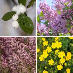 The Ultimate Winter Hardy Shrub Collection -Garden Plants Sales 500001 3