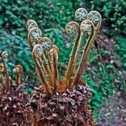 Tree Fern (Dicksonia Antarctica) 0.5ft/20cm Potter -Garden Plants Sales 500069 1