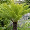 Tree Fern 'Dicksonia Antractica' Log - 1 Foot Tall -Garden Plants Sales 500070