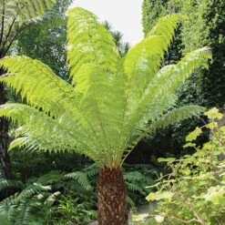 Tree Fern 'Dicksonia Antractica' Log - 1 Foot Tall 11 Tree Fern 'Dicksonia Antractica' Log - 1 Foot Tall -Garden Plants Sales 500070 2
