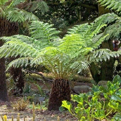 Tree Fern 'Dicksonia Antractica' Log - 1 Foot Tall 12 Tree Fern 'Dicksonia Antractica' Log - 1 Foot Tall -Garden Plants Sales 500070 3