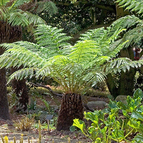 Tree Fern 'Dicksonia Antractica' Log - 1 Foot Tall 6 Tree Fern 'Dicksonia Antractica' Log - 1 Foot Tall - Image 4