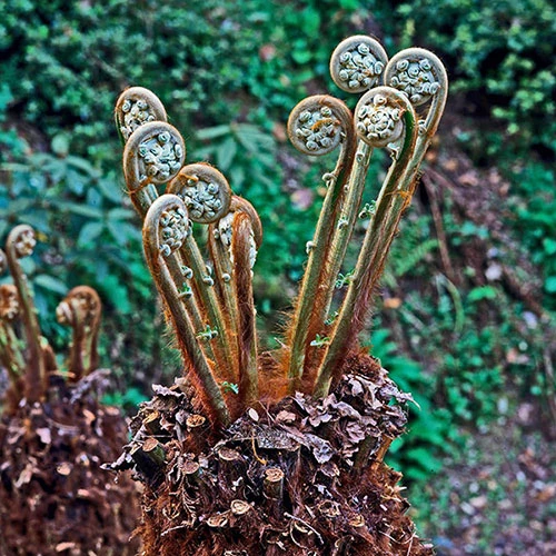 Tree Fern Dicksonia Antarctica Log 4 Tree Fern Dicksonia Antarctica Log - Image 2