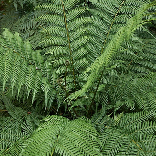 Tree Fern Dicksonia Antarctica Log 8 Tree Fern Dicksonia Antarctica Log - Image 6