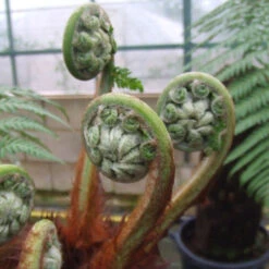 Tree Fern Dicksonia Antarctica Log 18 Tree Fern Dicksonia Antarctica Log -Garden Plants Sales 500071 7