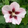 Hibiscus Syriacus 'Hamabo' 2 Hibiscus Syriacus 'Hamabo' -Garden Plants Sales 500077